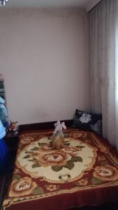 viber изображение 2026 01 26 13 40 53 795